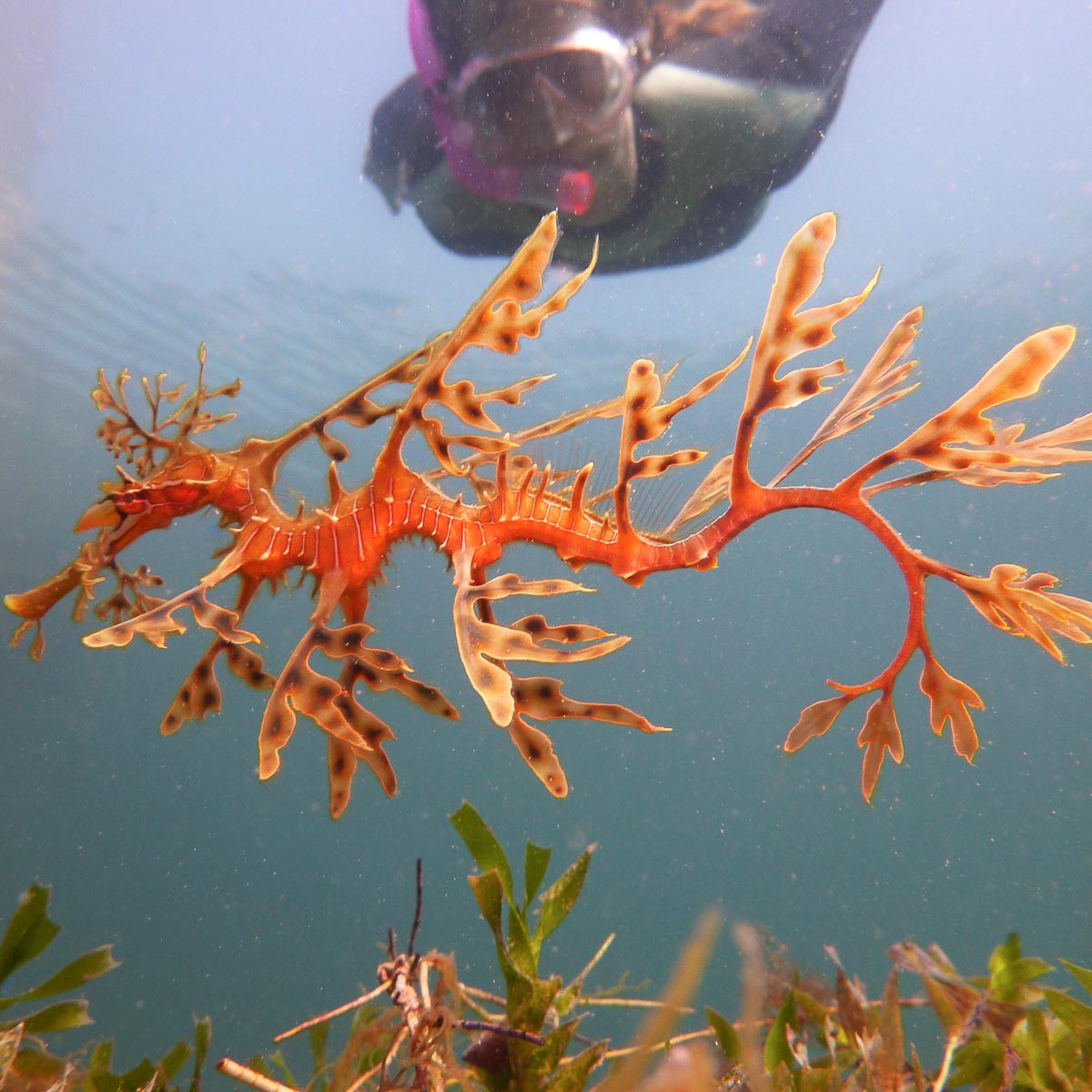 Snorkel Second Valley (relocated from Granite Island) - 11th February 2024