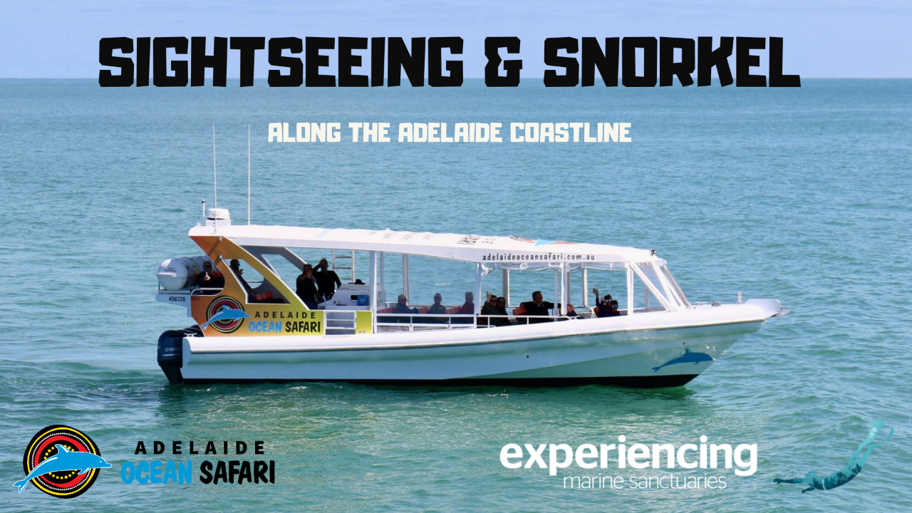 Boat Snorkel and Wild Dolphin Safari Along Adelaide Coastline