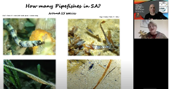 Pipefishes - Zoom Training Session