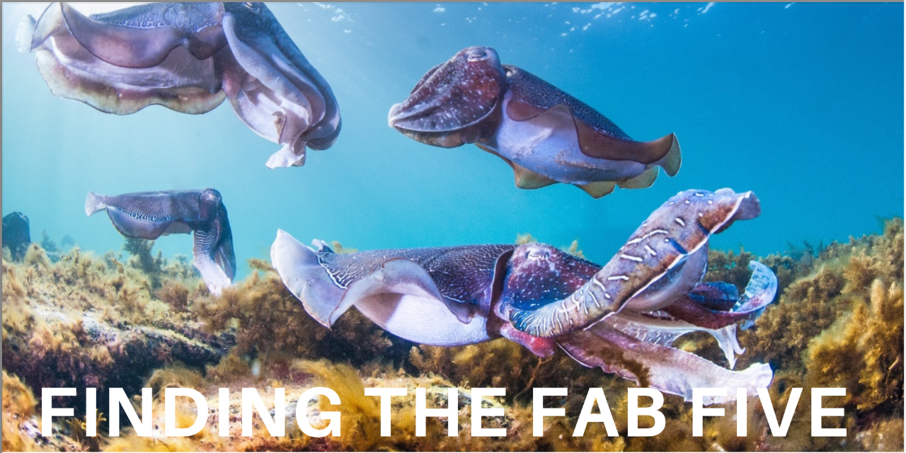 One of the Fab Five: the Giant Australian Cuttlefish – A Free Online Talk with Professor Bronwyn Gillanders - 22nd November