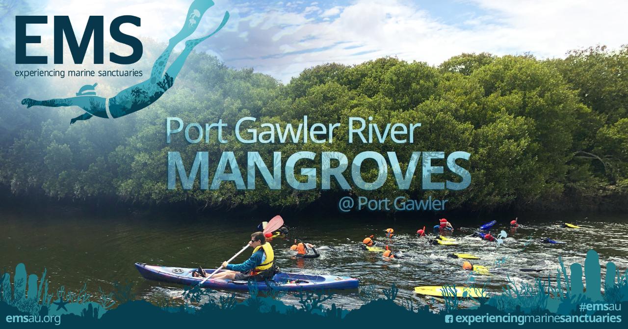 Magical Mangrove Snorkel Tour to Celebrate Park of the Month - 13th May 2023