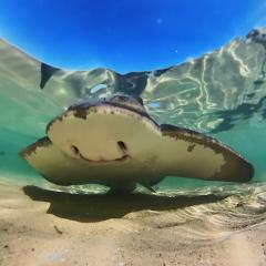 SOLD OUT Science & Art in the Pub - Ray & Shark Research - Seacliff  - 19th November