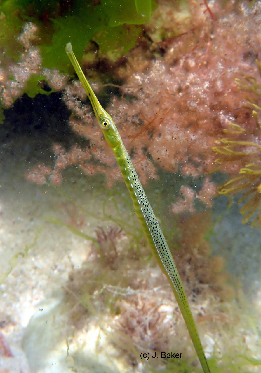 Become a Citizen Scientist & Record Pipefishes at Glenelg Beach & Reef - 13th March