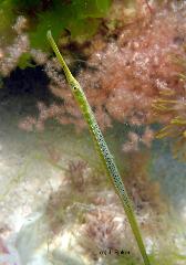 Snorkel with the Pipefishes at Kingston Park Beach 3rd April