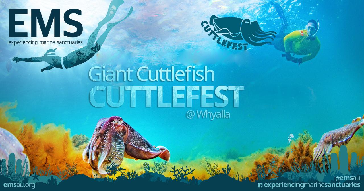 CuttleFest - Swim with GIANT Cuttlefish 24, 25, 27, 28 June + 1, 2, 8, 9, 11, 12, 13, 15, 16 July