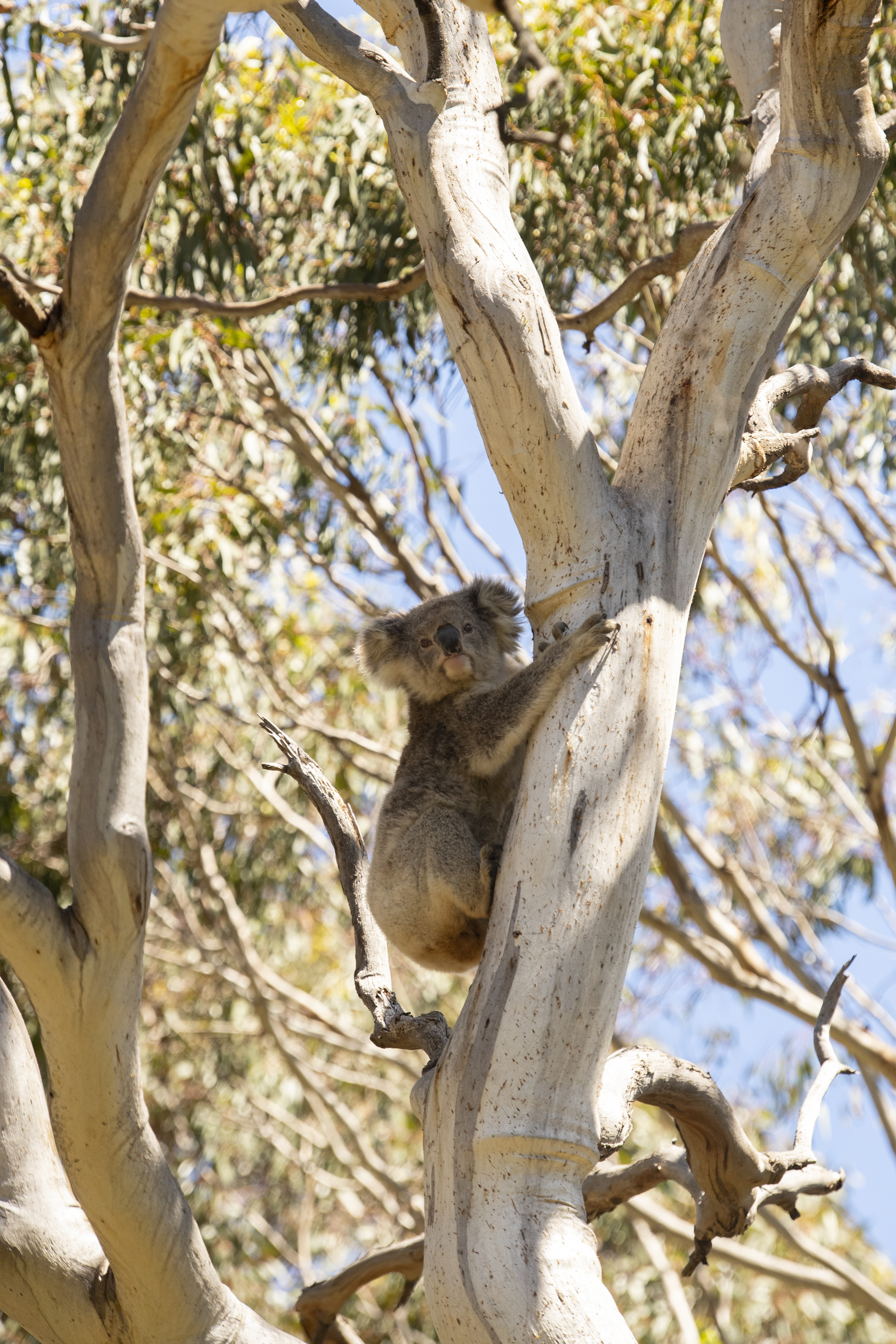 Little Koala Walking Tour