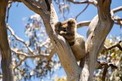 Little Koala Walking Tour