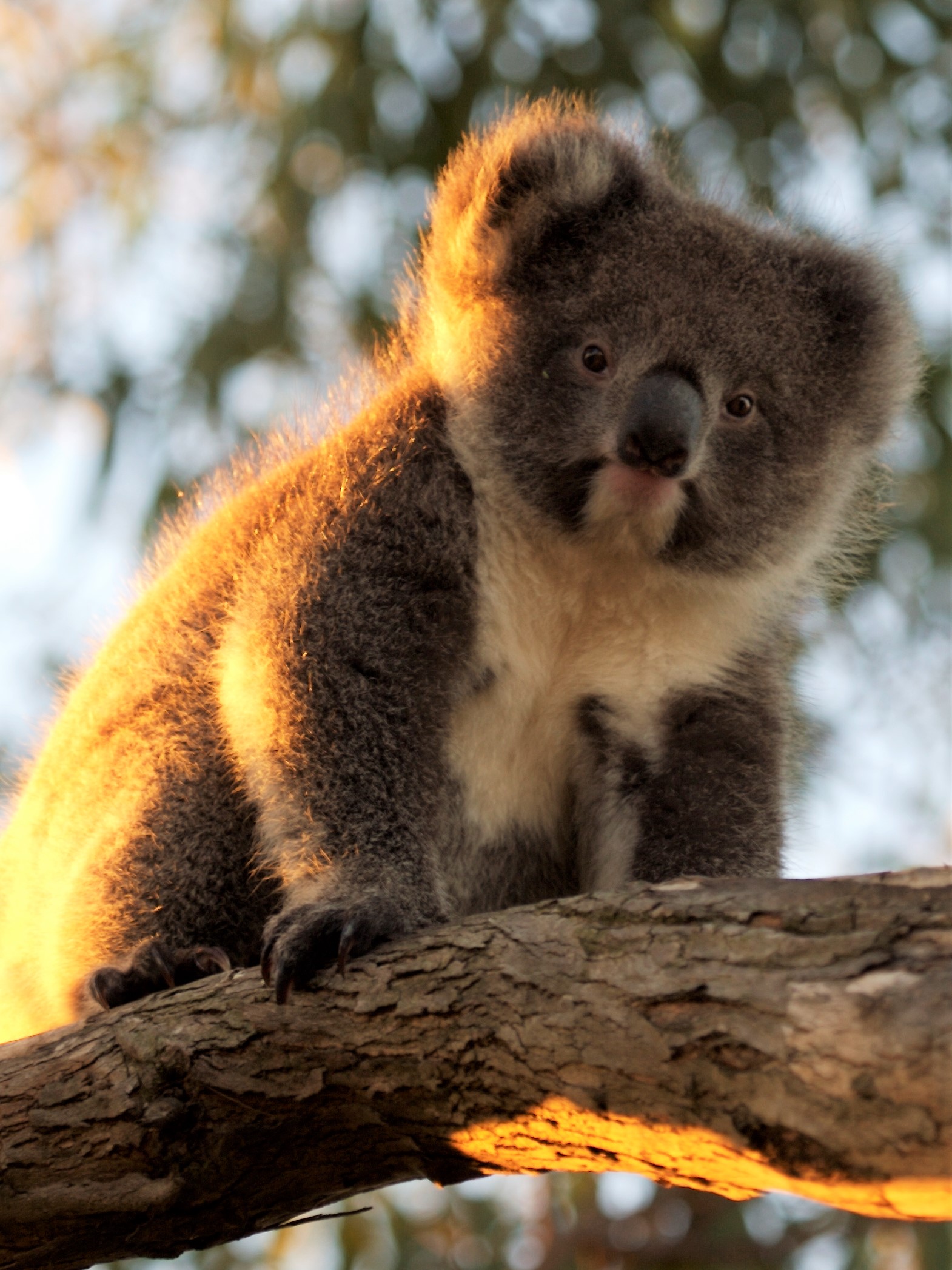 After Hours Buggy Adventure