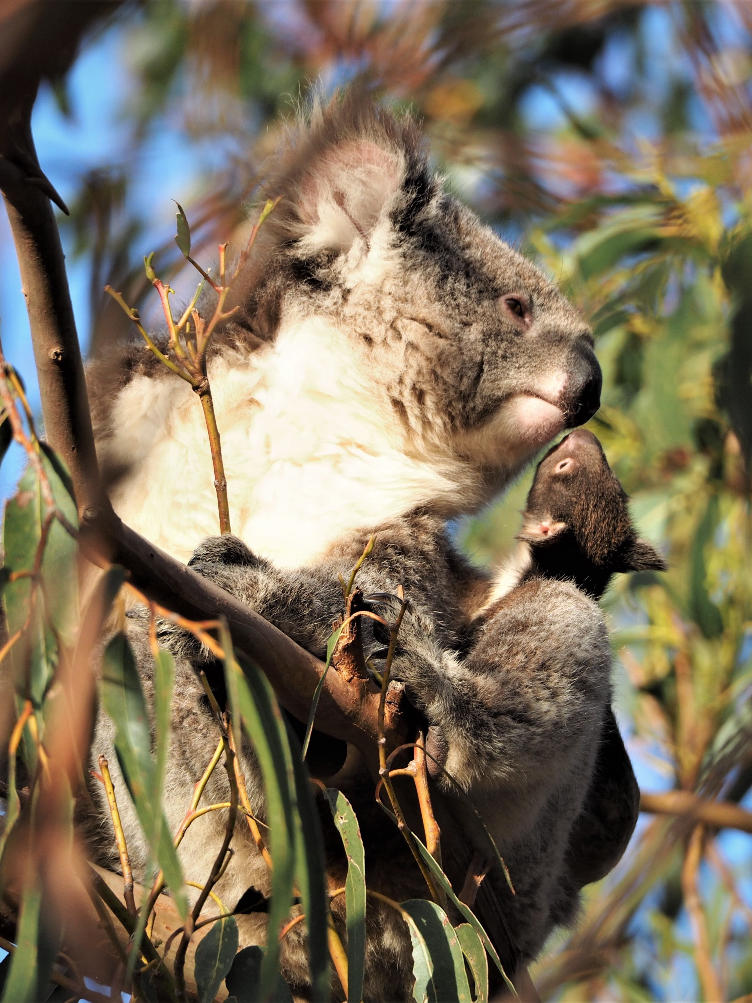 Little Sahara Buggy Tour (1 hour)