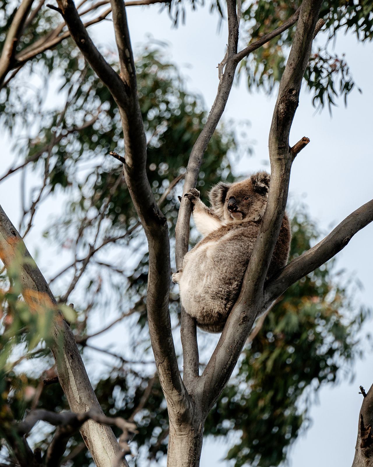 Little Koala Walking Tour