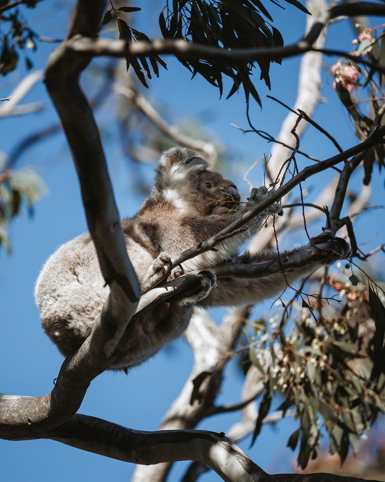 Little Koala Walking Tour