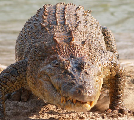 Crocodile Farm 