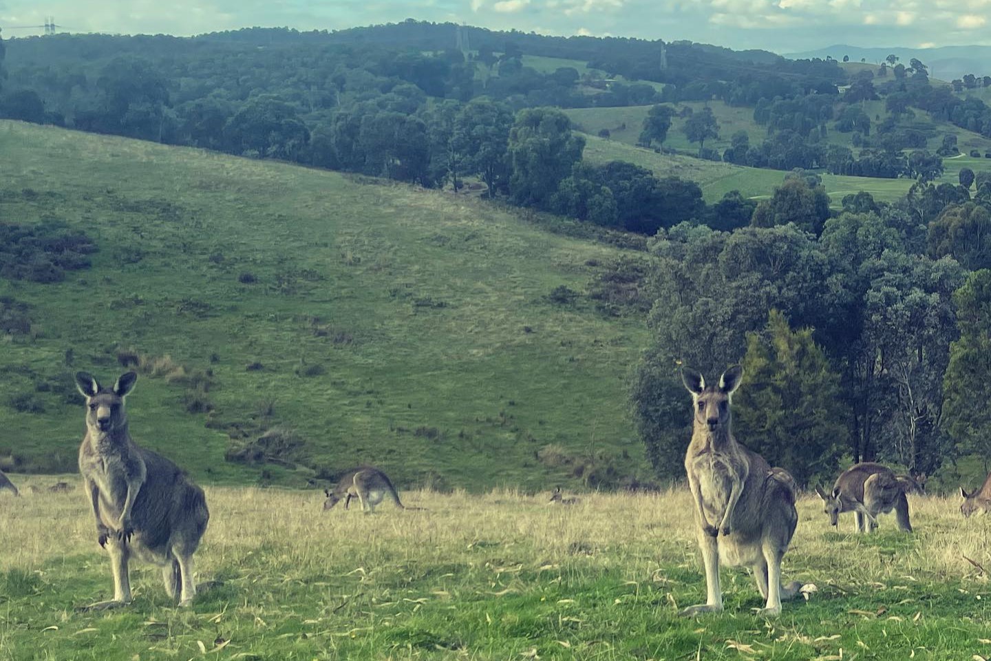 Yarra Valley Afternoon tour with Chandon Cheese Chocolates and Kangaroos (DR)