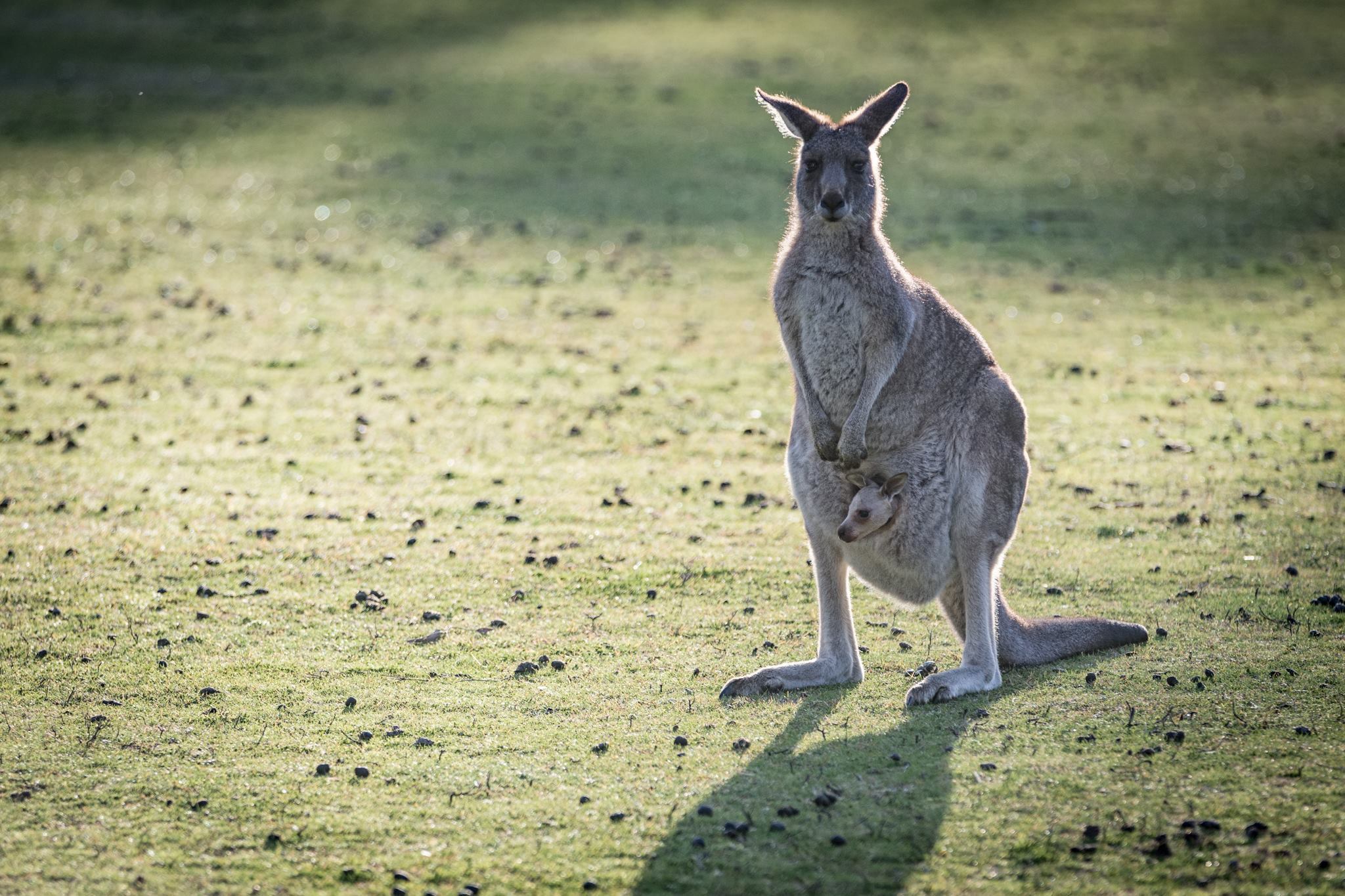 Yarra Valley Afternoon tour with Chandon Cheese Chocolates and Kangaroos (FR)