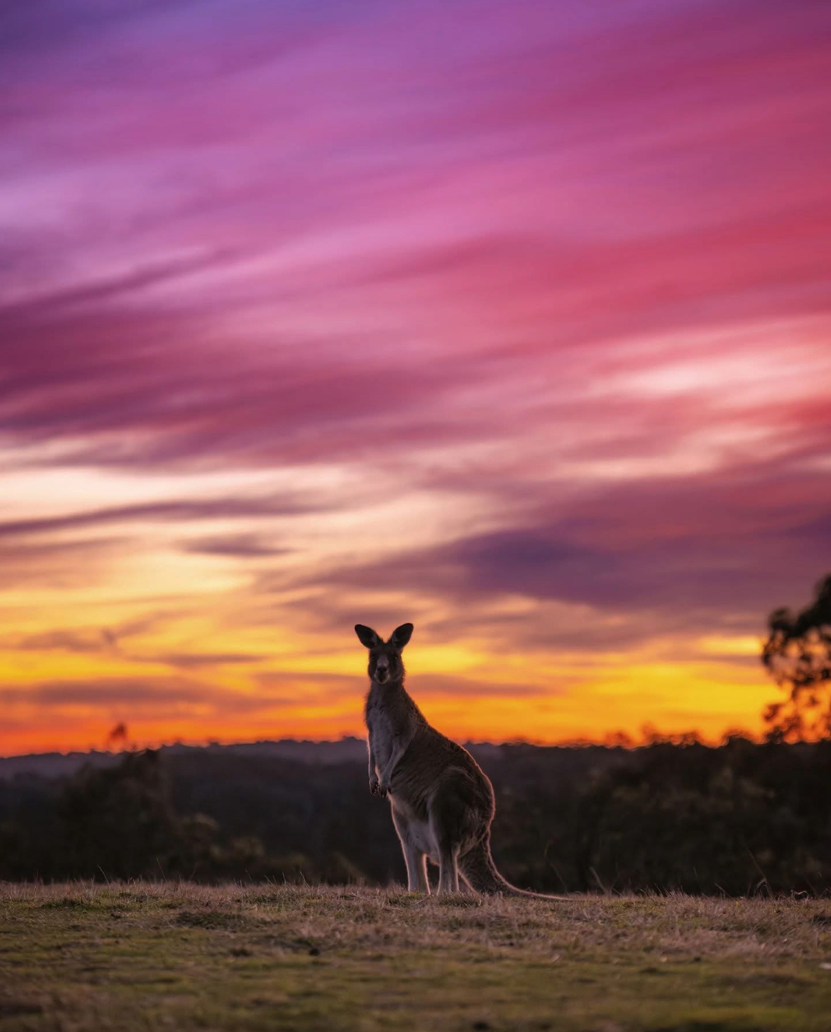 Wildlife Nature hike with Kangaroos and Sunset Champagne Picnic!