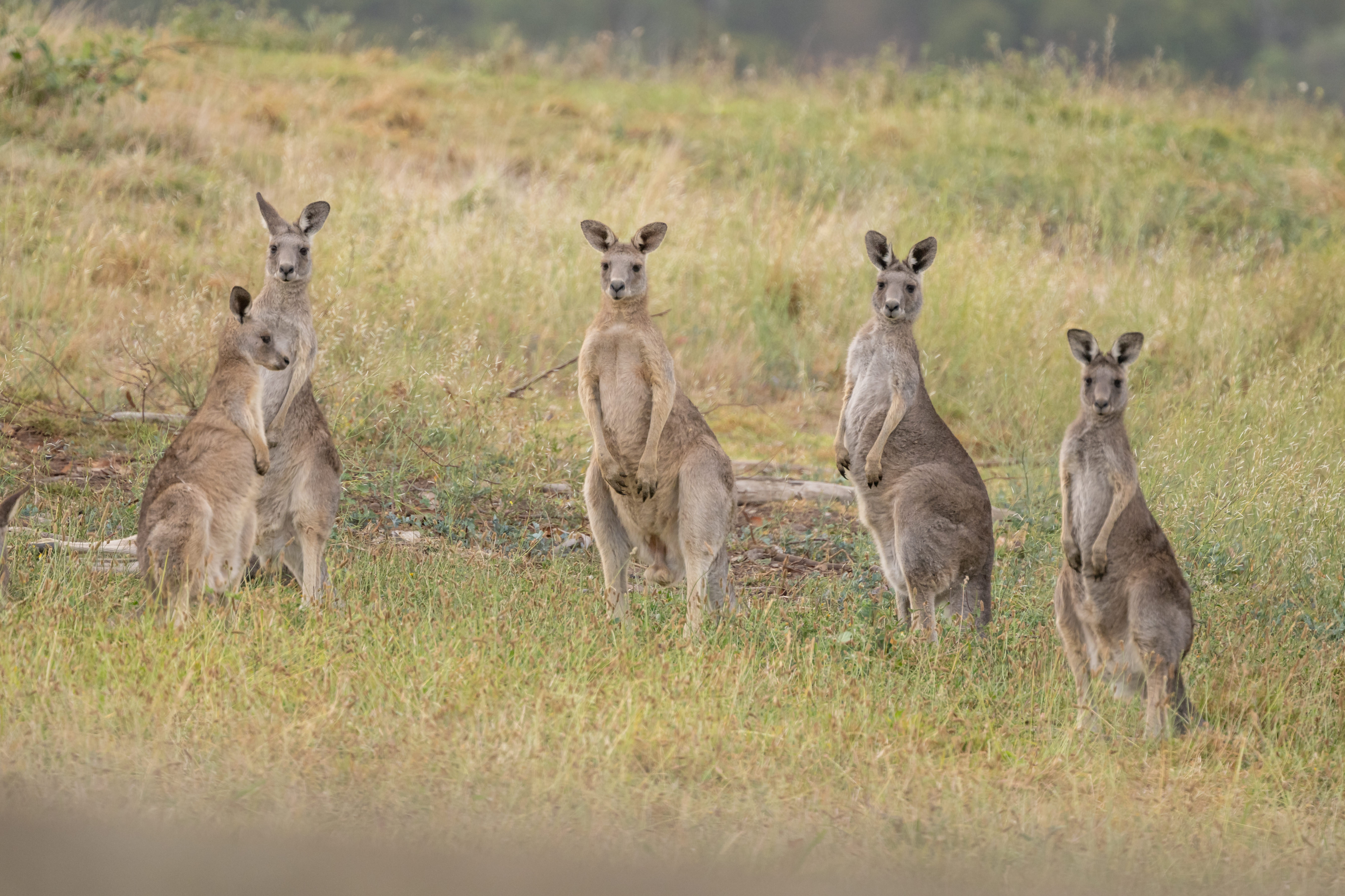 Wildlife Nature hike with Kangaroos and Sunset Champagne Picnic!