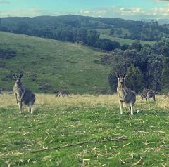 Yarra Valley Afternoon tour with Chocolates, Bubbles, Sunsets and Kangaroos