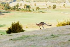 Yarra Valley Afternoon tour with Chandon Cheese Chocolates and Kangaroos 