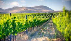 CAPE TOWN WINELANDS TOUR ITINERARY