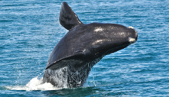 CAPE TOWN WHALE WATCHING TOUR ITINERARY