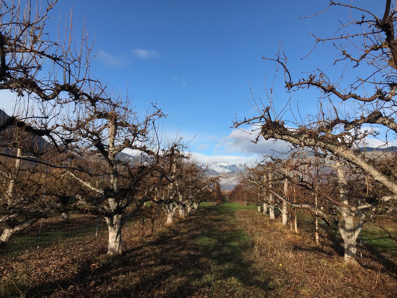 Fruit Tree Pruning Moonacres Farm Series, Saturday 20 August