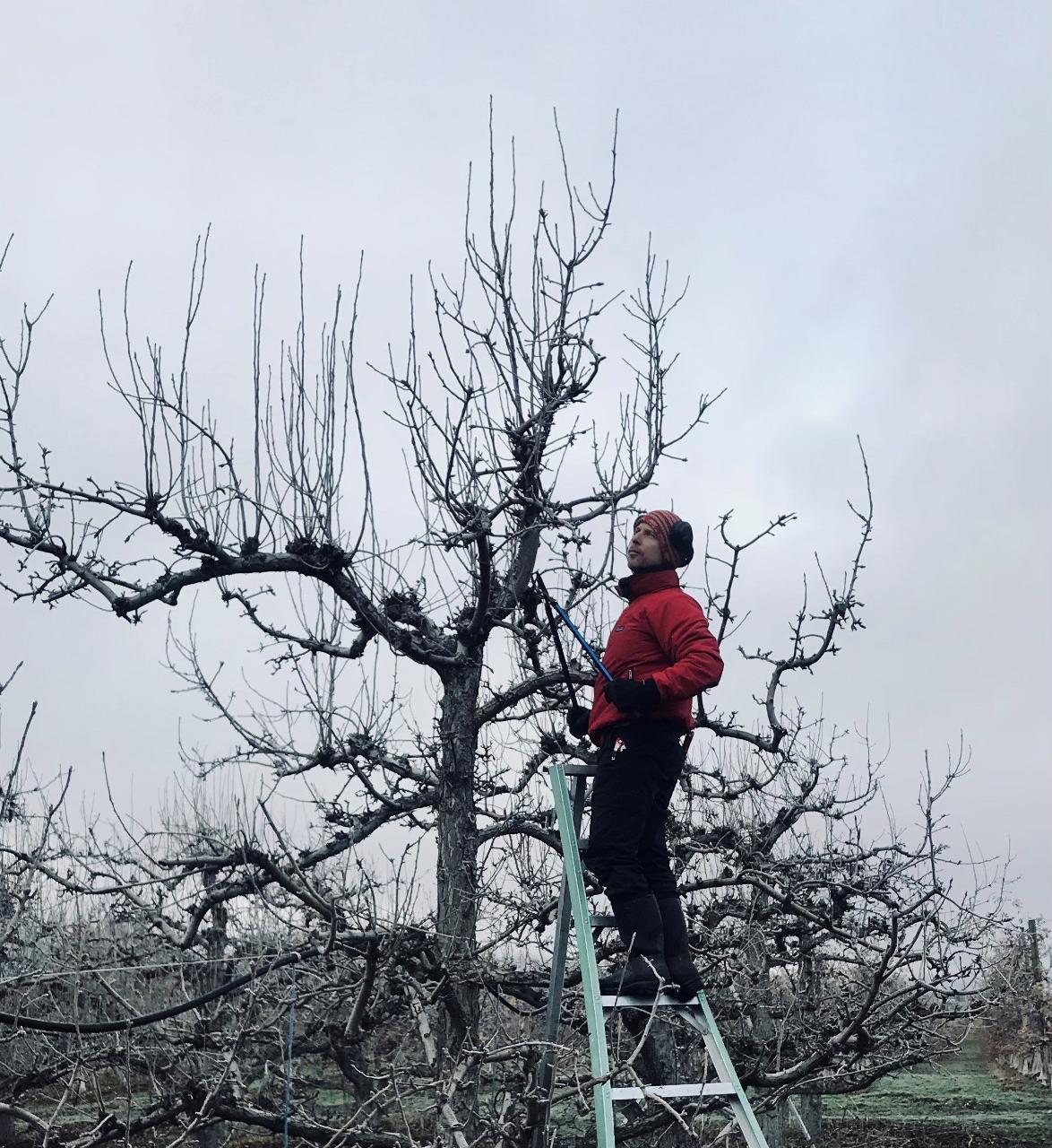 Winter Fruit Tree Pruning with Olivier Sofo Sunday 28 July