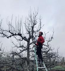 Winter Fruit Tree Pruning with Olivier Sofo Sunday 28 July