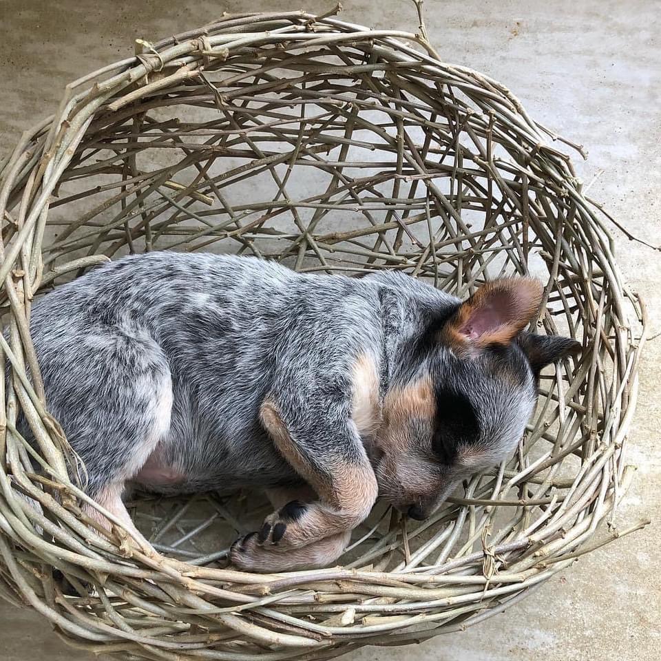 SOLD OUT - Basket making using Random Weaving with Brooke Munro Saturday 16 July 