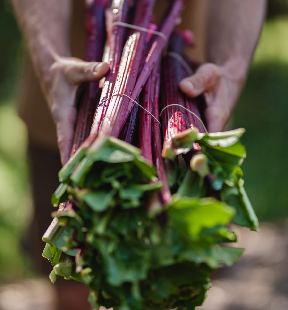 CANCELLED DUE TO COVID RESTRICTIONS Seasonal Cooking with Sabine Spindler (Winter) - Saturday 31 July