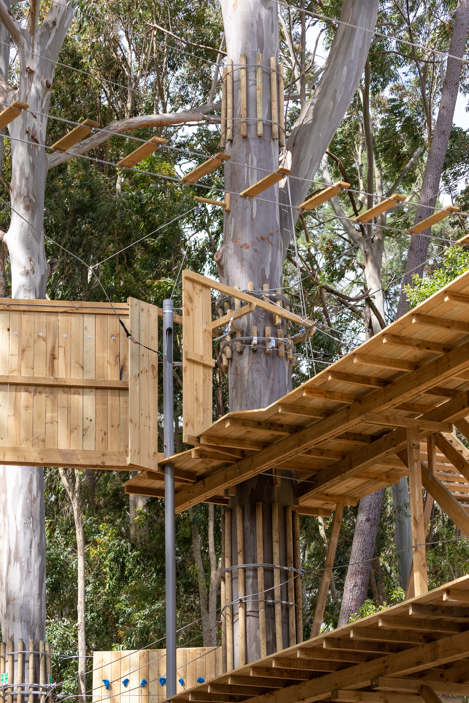 TreeClimb Kuitpo Forest - Grand Course