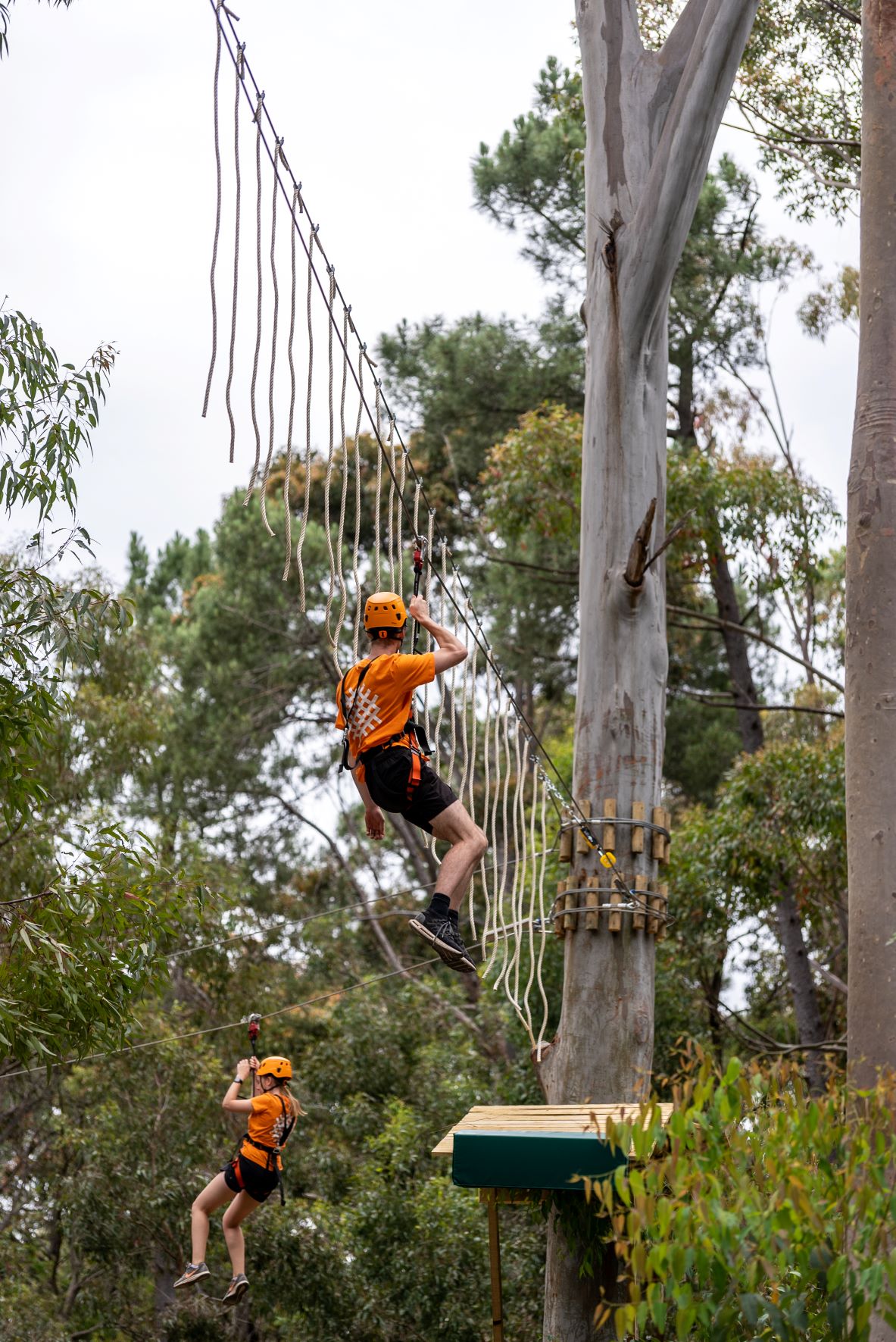 TreeClimb Kuitpo Forest - Grand Course