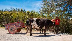 Coffee Tour In Monteverde