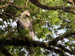 Bird Watching Tour