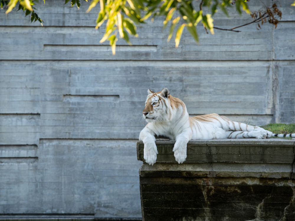 Madrid Zoo Aquarium Entry Tickets