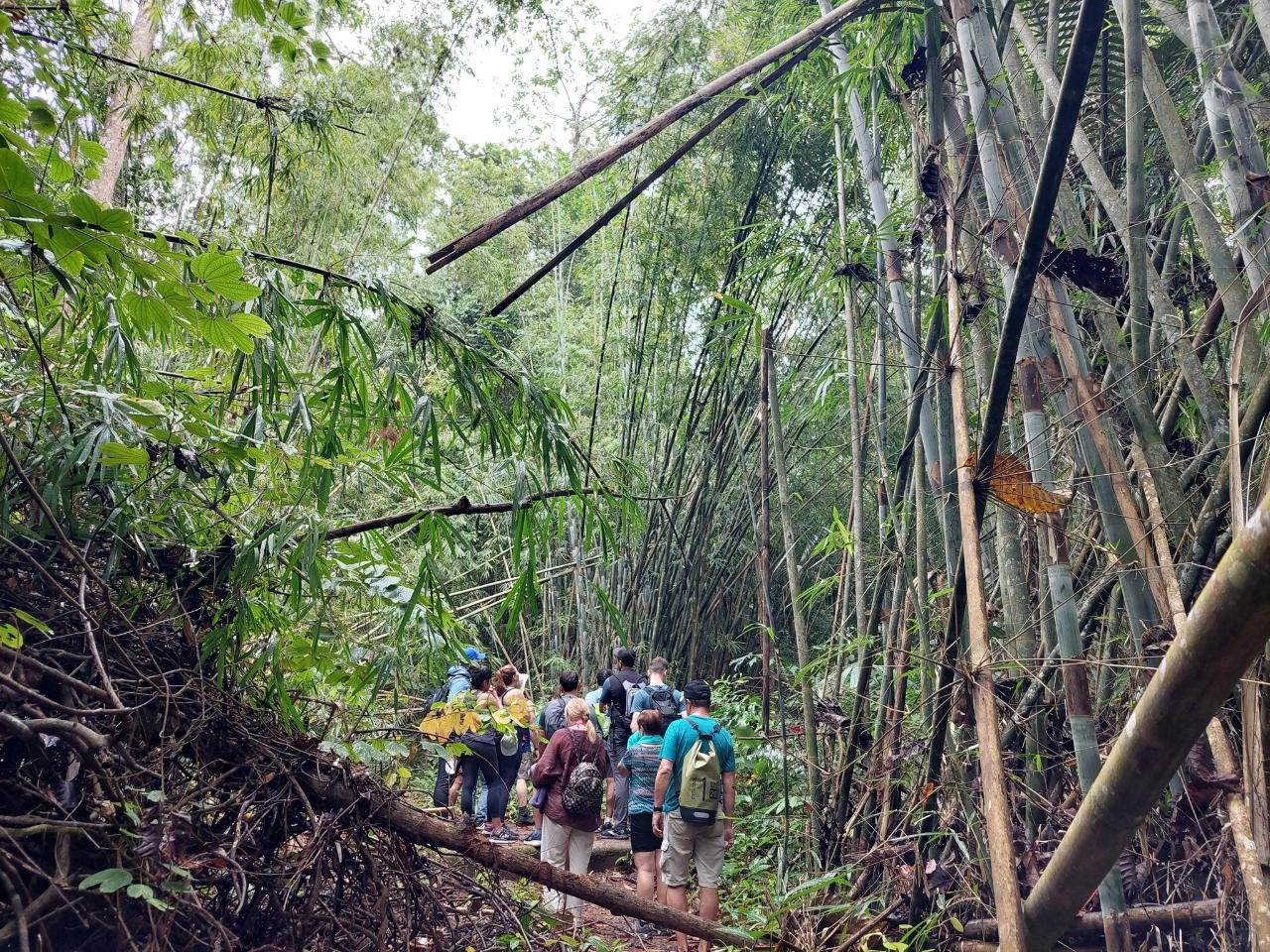 Rainforest and Waterfall Hiking - Half Day