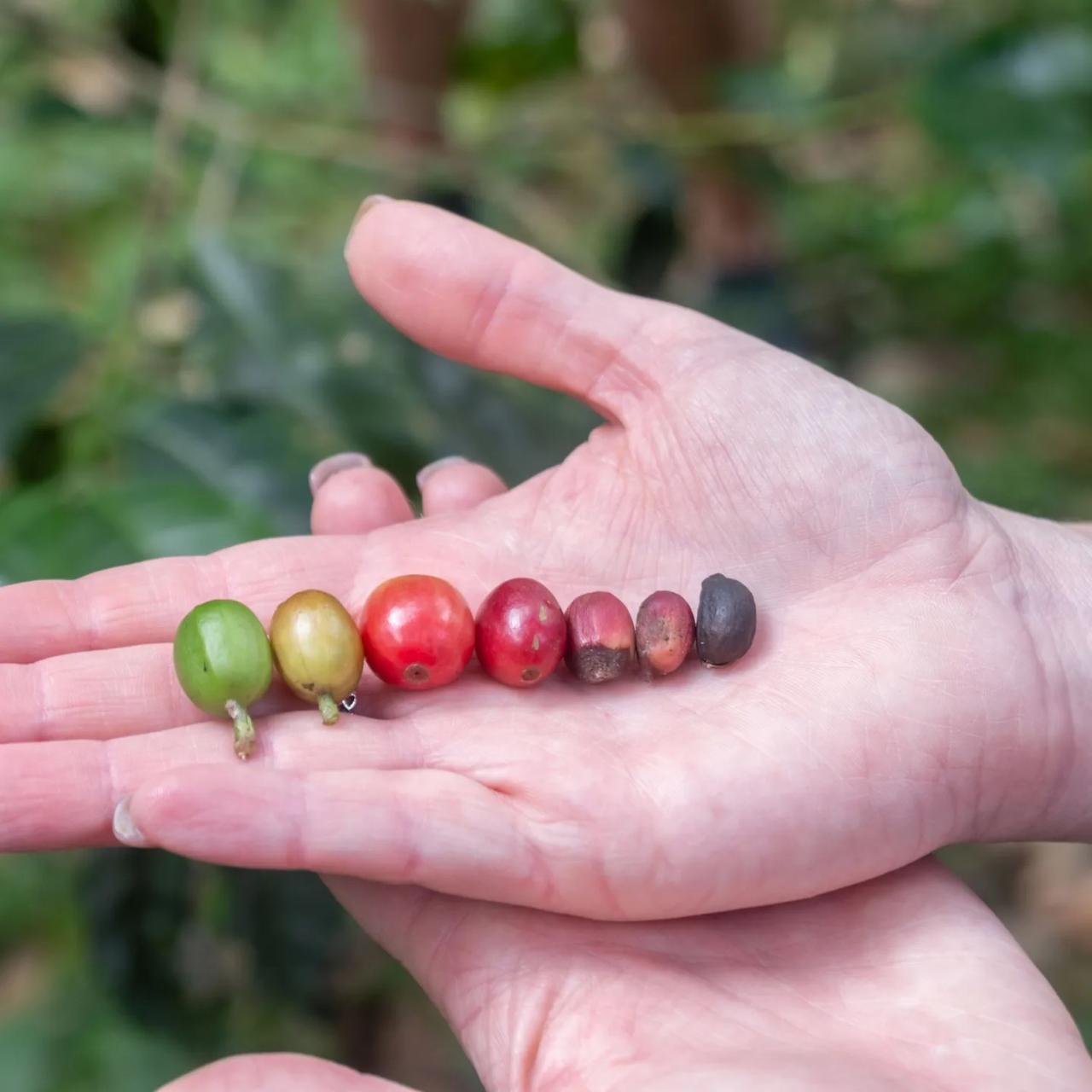 Chiang Mai Hill-tribe Coffee Tour