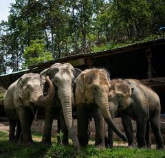 Into The Wild Elephant Camp