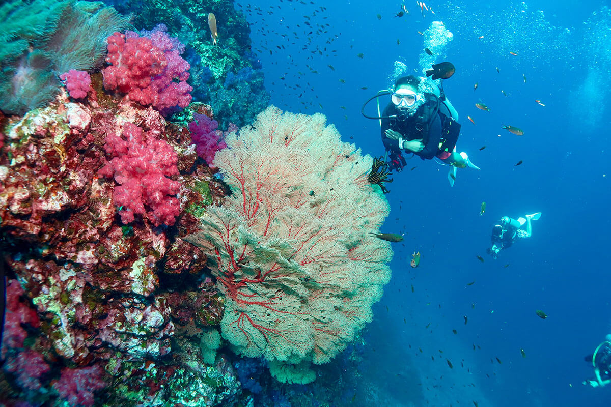 SCUBA DIVING Day Trip Phi Phi - Shark Point 3 Dives 