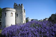 Westminster Private Walking Tour & Visit The Tower of London