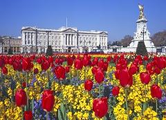 London's Amazing Palaces & Parliament Walking Tour