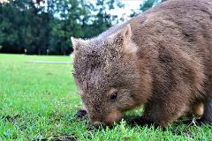 WALKING WITH WOMBATS
