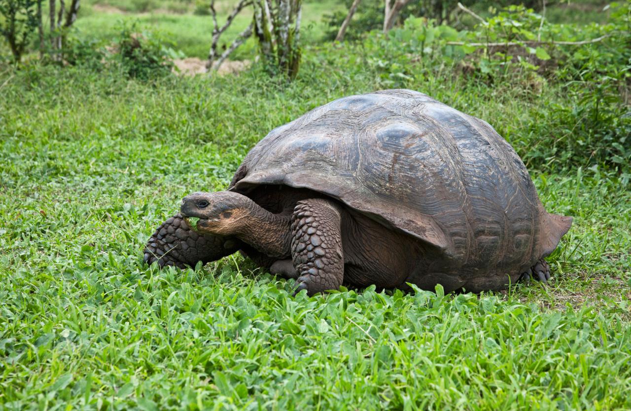 4-Day Galapagos Flash - Cat. Tourist - TicketBella Reservations