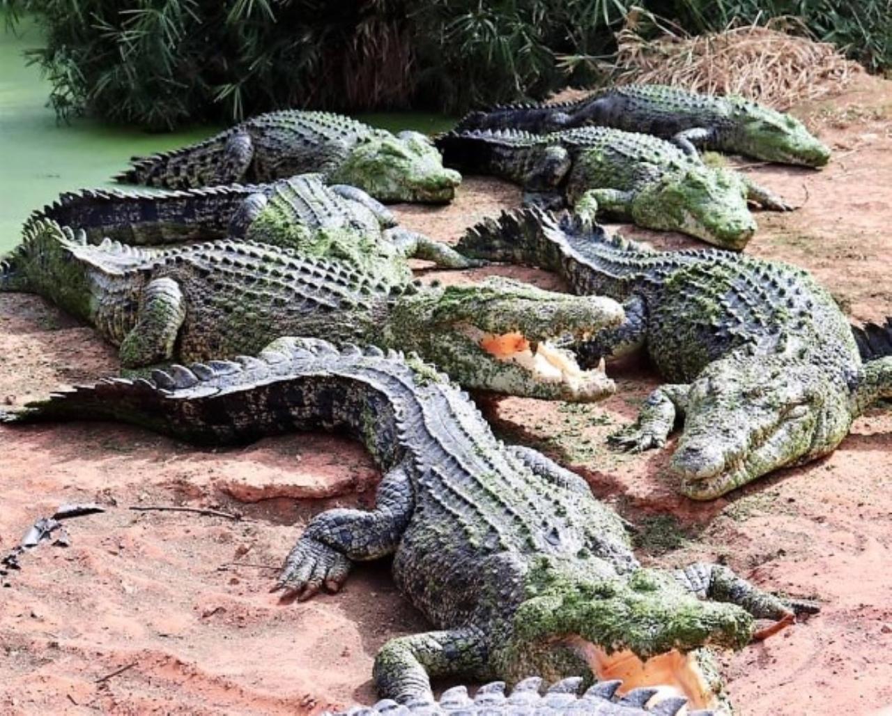 Broome Crocodile and Wildlife Park Feeding Bus Tour