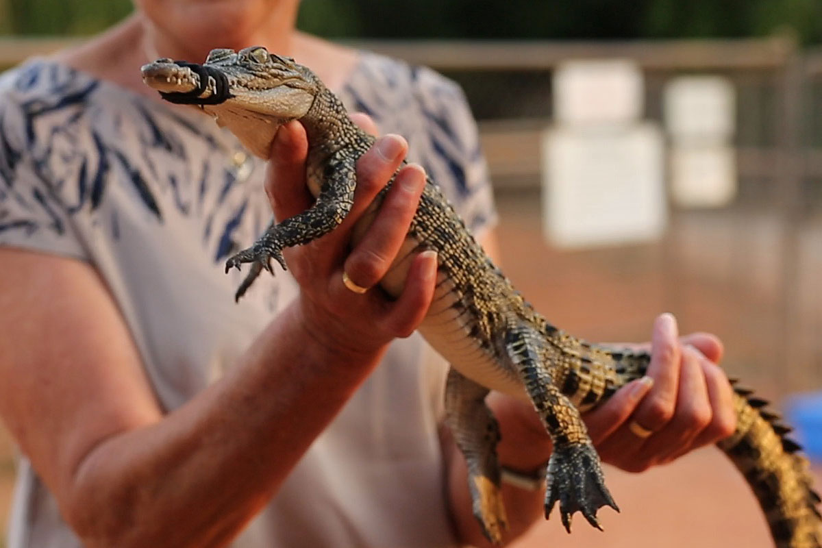 Broome Iconic Trio Spots | Brewery | Museum | Crocodile Park