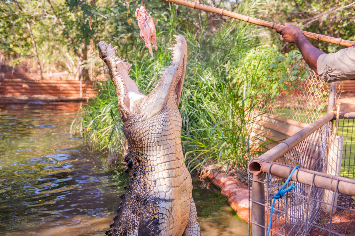 Broome  Iconic Trio: Brewery, Museum & Crocodile Park