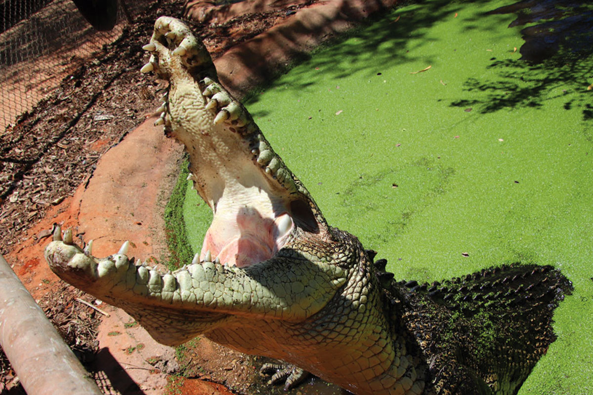 Broome  Iconic Trio: Brewery, Museum & Crocodile Park