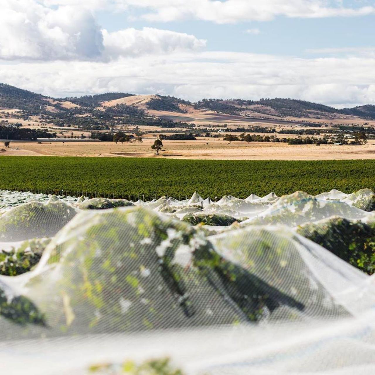 Tasmanian Travel & Experiences: Hobart Wine Tour: Thursday Afternoon Coal River Valley Wine, Cheese & Gins — Coal River Valley - Photo 7
