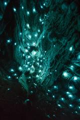 Hobbiton & Waitomo Caves Van Tour