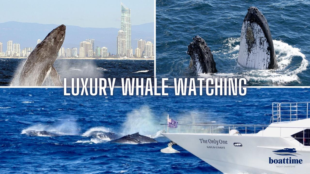 Gold Coast Whale Escape - Luxury Whale Watching Cruise