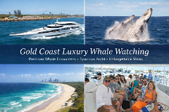 Luxury Whale Watching Experience